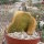 Cleistocactus strausii cristata