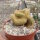 Cleistocactus strausii cristata