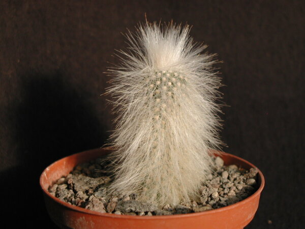 Cleistocactus strausii v. fricii