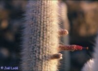 Cleistocactus strausii v. fricii