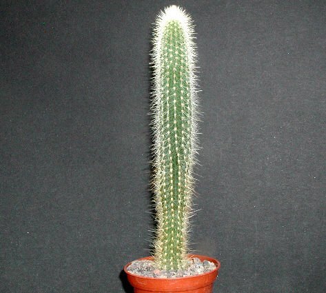 Cleistocactus tarijensis Blüte rot-rosa-gelb-weiß