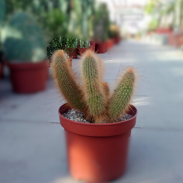 Cleistocactus tupicensis