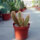 Cleistocactus tupicensis