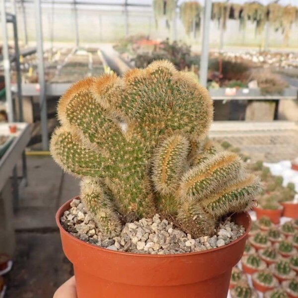 Cleistocactus variispinus cristata