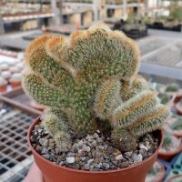 Cleistocactus variispinus cristata