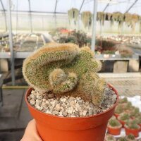 Cleistocactus variispinus cristata