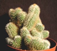 Cleistocactus variispinus cristata
