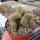 Cleistocactus variispinus cristata