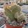Cleistocactus variispinus cristata