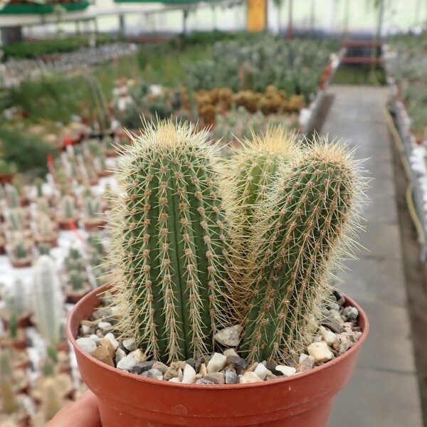 Cleistocactus villamontesii Blüte purpur-weiß