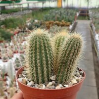 Cleistocactus villamontesii Blüte purpur-weiß