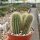 Cleistocactus villamontesii Blüte purpur-weiß