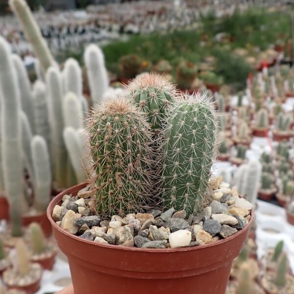 Cleistocactus vulpis-cauda