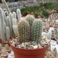 Cleistocactus vulpis-cauda