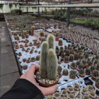 Cleistocactus wendlandiorum
