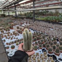 Cleistocactus wendlandiorum