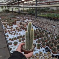 Cleistocactus wendlandiorum