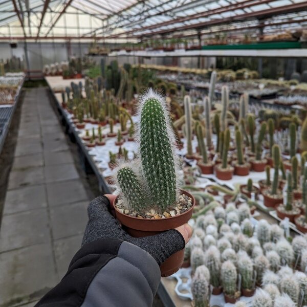 Cleistocactus x Oreocereus