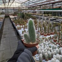 Cleistocactus x Oreocereus