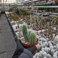 Cleistocactus x Oreocereus
