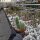 Cleistocactus x Oreocereus