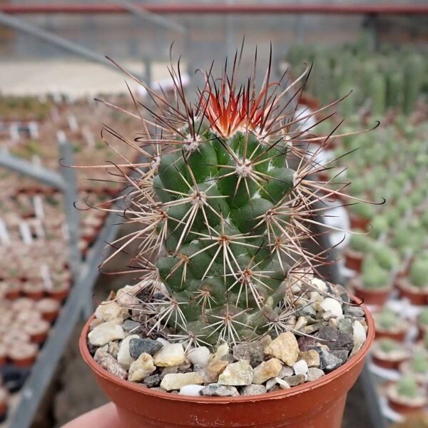 Cochemiea maritima