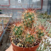 Cochemiea maritima