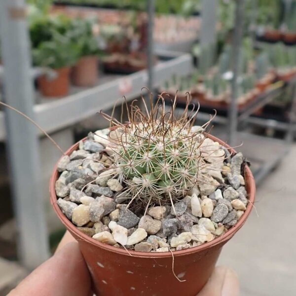 Cochemiea pondii