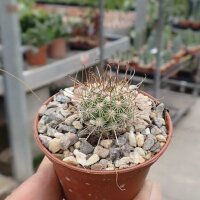 Cochemiea pondii