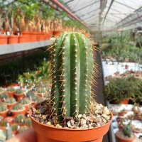 Coleocephalocereus fluminensis