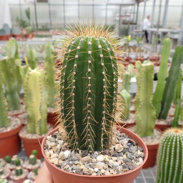 Coleocephalocereus fluminensis v. HU 530