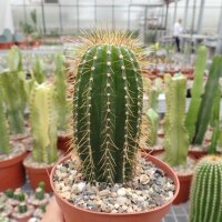 Coleocephalocereus fluminensis v. HU 530