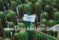 Coleocephalocereus fluminensis v. HU 530