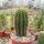 Coleocephalocereus fluminensis v. HU 530