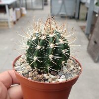 Coleocephalocereus goebelianus