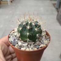 Coleocephalocereus goebelianus