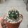 Coleocephalocereus goebelianus