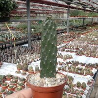 Consolea rubescens