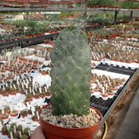 Consolea rubescens