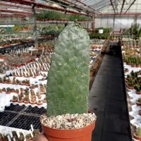 Consolea rubescens