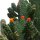 Consolea rubescens
