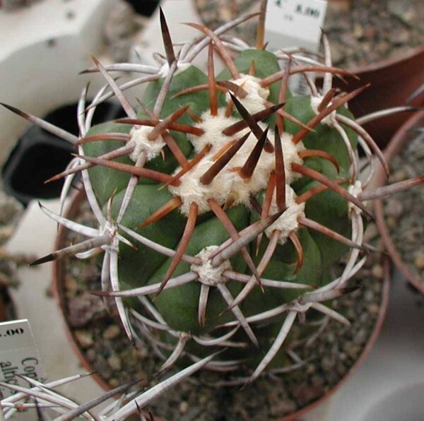 Copiapoa alticostata