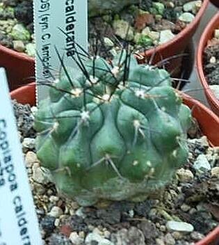 Copiapoa calderana WK 778