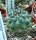 Copiapoa calderana WK 778