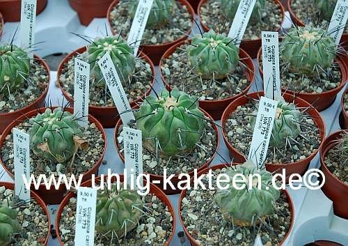 Copiapoa dealbata v. carrizalensis WK 773