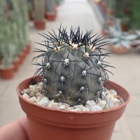Copiapoa cinerea