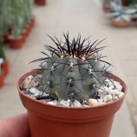 Copiapoa cinerea