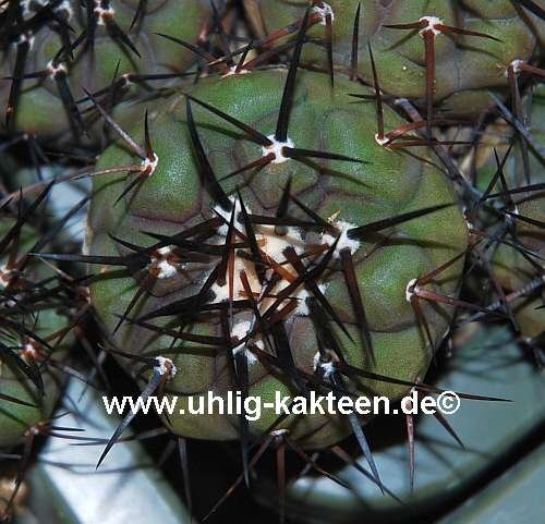 Copiapoa cinerea WK 797