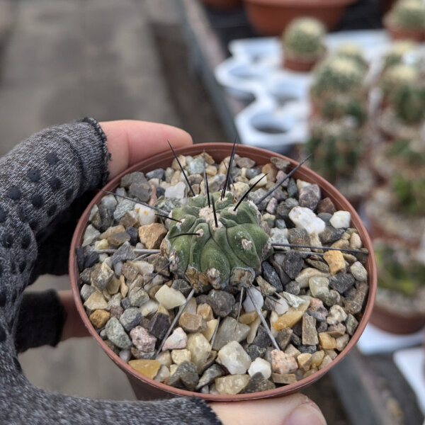 Copiapoa cinerea v. dealbata WK 743