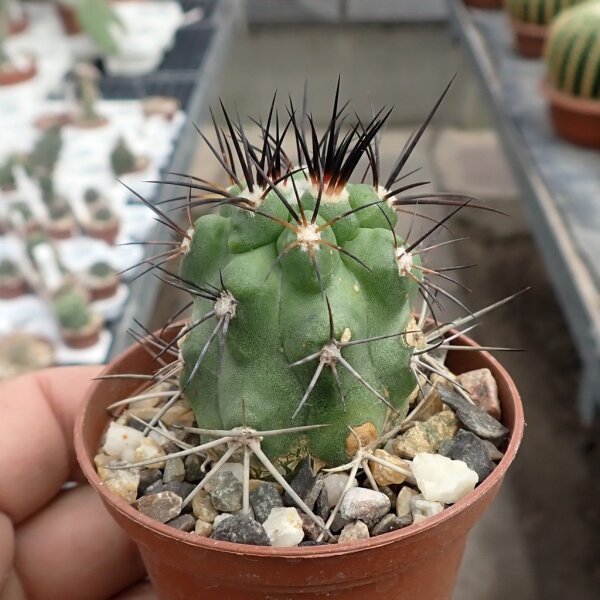 Copiapoa cinerea v. dealbata f. longispina KK 609